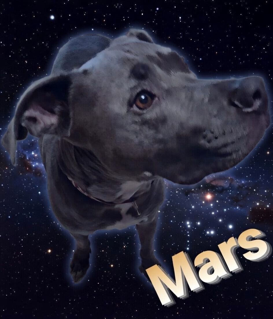 My dog Mars